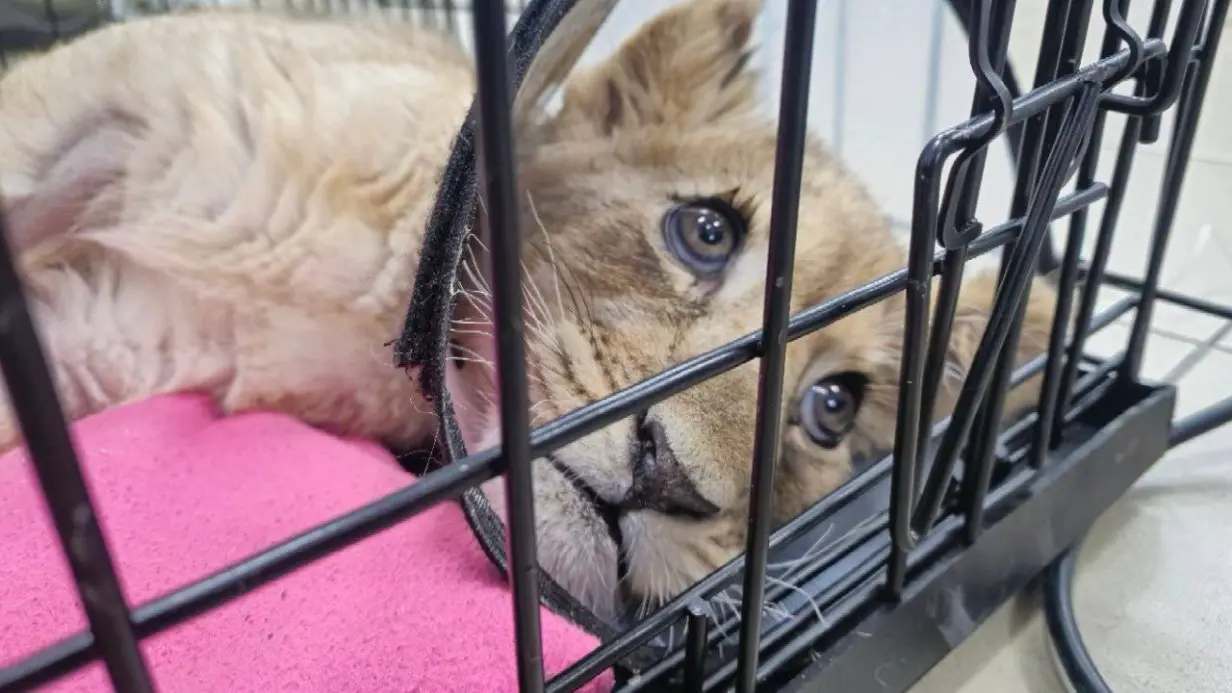 Львенка изъяли у блогера из «Москвы-сити»: подробности произошедшего, что ему грозит