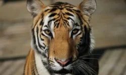 kak dzhagadish garani spas druga ot bengalskogo tigra v sundarbane-ul-rks-ru-0