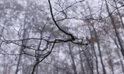 Мария Терешкова делится мнением о метафорических картах Усольцевых mariya tereshkova delitsya mneniem o metaforicheskih kartah usolczevyh-ul-rks-ru-0