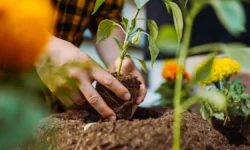 Никита Чаплин представил Года садовода-2026 от Союза дачников Подмосковья nikita chaplin predstavil goda sadovoda2026 ot soyuza dachnikov podmoskovya-ul-rks-ru-0