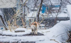 Примгидромет предупреждает о морозах в Приморье и Владивостоке primgidromet preduprezhdaet o morozah v primore i vladivostoke-ul-rks-ru-0
