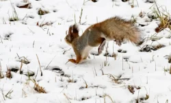 Прогностический центр «Метео» сделал оптимистичный прогноз о снеге в Москве prognosticheskij czentr meteo sdelal optimistichnyj prognoz o snege v moskve-ul-rks-ru-0