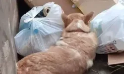 Светлана Акулова призывает защитить питомцев от жестокости в России svetlana akulova prizyvaet zashhitit pitomczev ot zhestokosti v rossii-ul-rks-ru-0