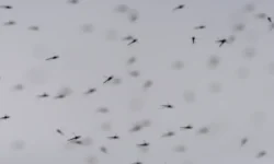 Туристы на Гоа наслаждаются отдыхом, несмотря на активность тигровых комаров turisty na goa naslazhdayutsya otdyhom nesmotrya na aktivnost tigrovyh komarov-ul-rks-ru-0