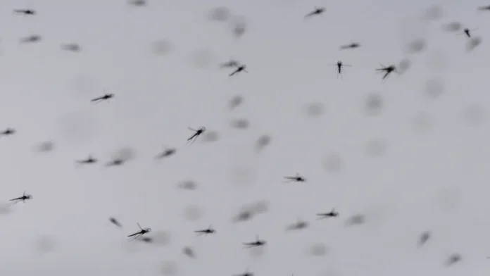 turisty na goa naslazhdayutsya otdyhom nesmotrya na aktivnost tigrovyh komarov-ul-rks-ru-0