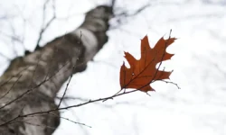 Алексей Кулеш высказал свою версию исчезновения семьи Усольцевых на Кутурчинском Белогорье aleksej kulesh vyskazal svoyu versiyu ischeznoveniya semi usolczevyh na kuturchinskom belogore-ul-rks-ru-0