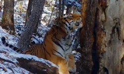 Амурский тигр T18M очарован пихтой цельнолистной в парке "Земля леопарда" amurskij tigr 18 ocharovan pihtoj czelnolistnoj v parke zemlya leoparda-ul-rks-ru-0