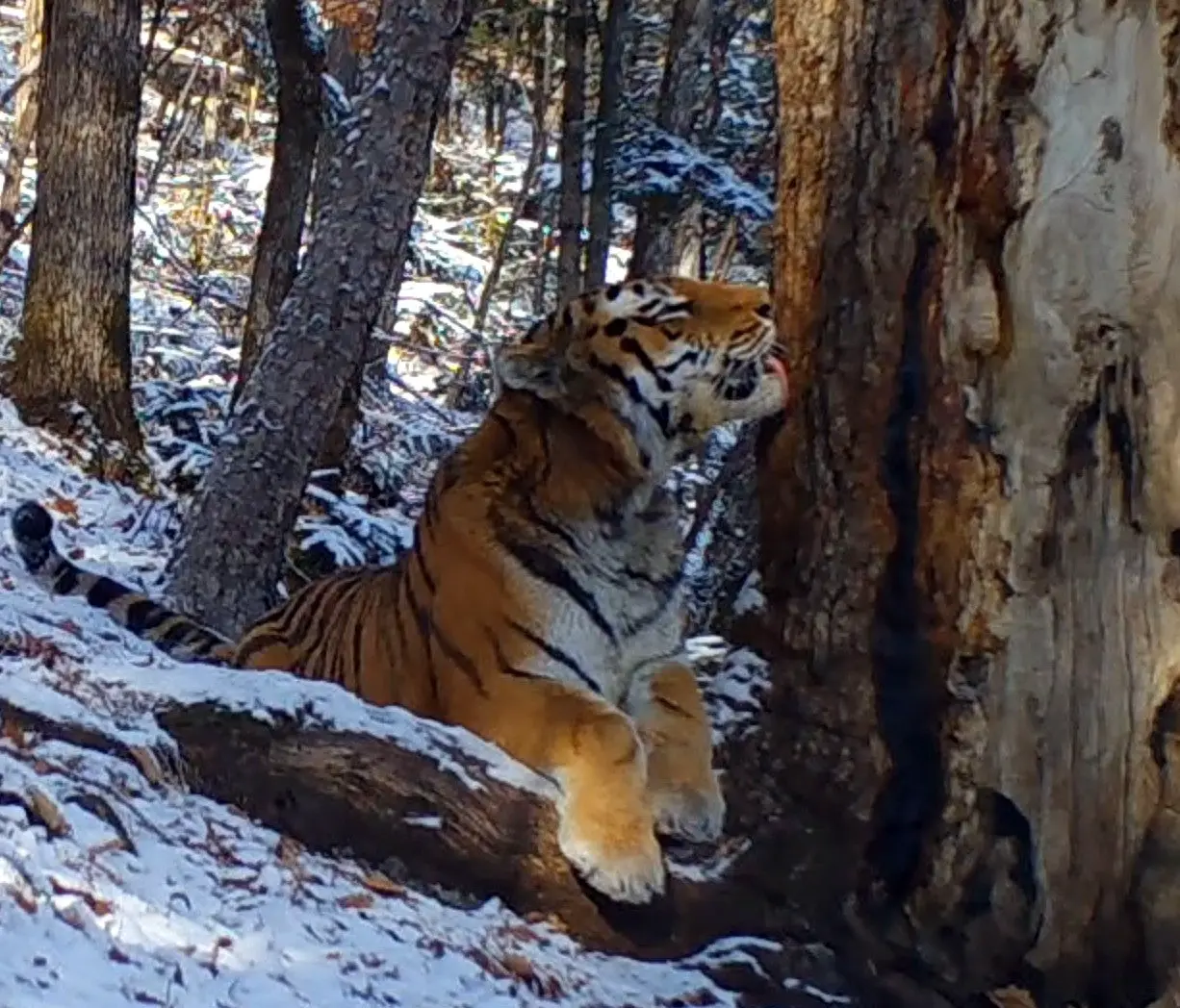 Влюбился в дерево: редкая пихта покорила амурского тигра в заповеднике Приморья пресс-служба ФГБУ "Земля лоепарда"