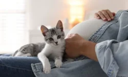 Беременная спасла любимого кота Наруто от нападения питона в Таиланде beremennaya spasla lyubimogo kota naruto ot napadeniya pitona v tailande-ul-rks-ru-0