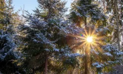 Бирюлевский дендропарк, Лосиный Остров и Воробьевы горы — природное вдохновение в Москве biryulevskij dendropark losinyj ostrov i vorobevy gory prirodnoe vdohnovenie v moskve-ul-rks-ru-0