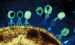 Будущее исследований двойного назначения связано с ИИ-моделями и синтезом ДНК budushhee issledovanij dvojnogo naznacheniya svyazano s iimodelyami i sintezom dnk-ul-rks-ru-0