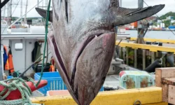 Дэвид Райт и команда High Hopes во Вирджинии поймали гигантского тунца devid rajt i komanda vo virdzhinii pojmali gigantskogo tuncza-ul-rks-ru-0