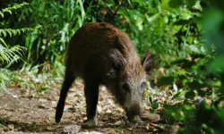 dikij kaban napugal rynok dzhammu i kashmira  kak ego prognali zhiteli-ul-rks-ru-0