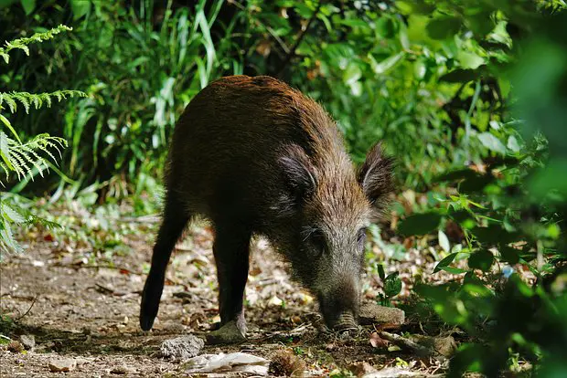 Вводная картинка