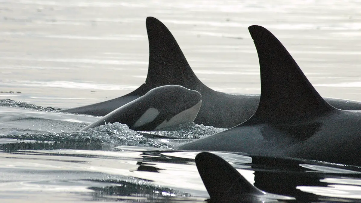 Косатки окружили лодку с тремя женщинами в Атлантическом океане