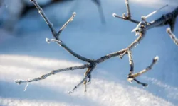 Гидрометцентр России прогнозирует потепление в Москве и Подмосковье gidrometczentr rossii prognoziruet poteplenie v moskve i podmoskove-ul-rks-ru-0