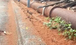 Крабы захватывают остров Рождества — Parks Australia их спасает kraby zahvatyvayut ostrov rozhdestva ih spasaet-ul-rks-ru-0