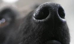 Одесса и Харьков: люди, собаки, и драма мобилизации у военкоматов odessa i harkov lyudi sobaki i drama mobilizaczii u voenkomatov-ul-rks-ru-0