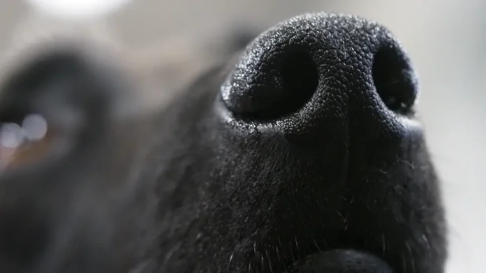 odessa i harkov lyudi sobaki i drama mobilizaczii u voenkomatov-ul-rks-ru-0