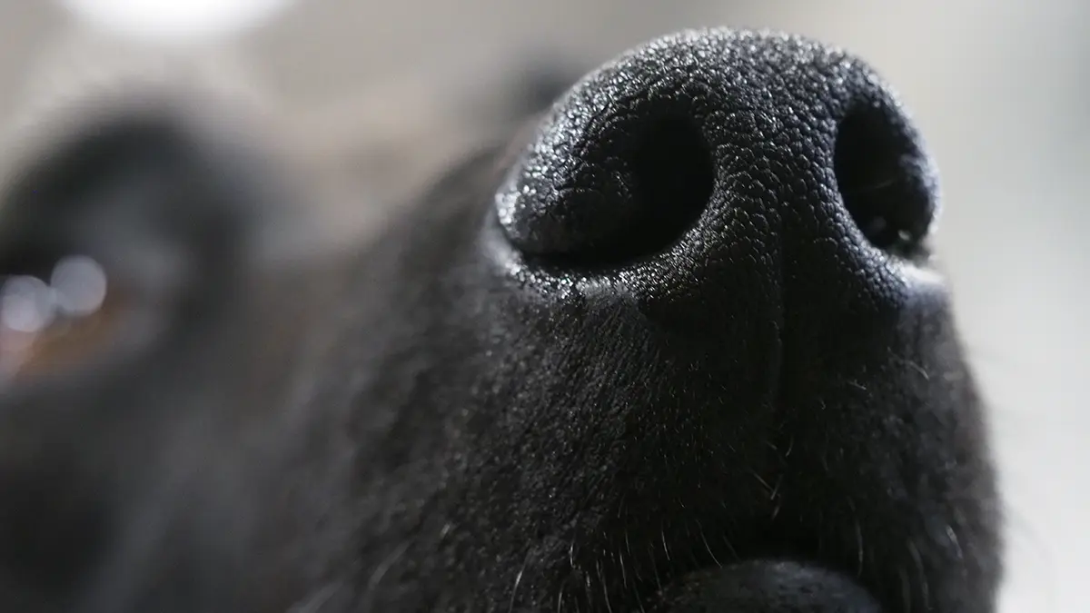 На Украине собака осталась без хозяина на морозе из-за мобилизации