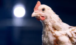 Приморье защищено – 102 т китайской курицы с антибиотиками перехвачены primore zashhishheno 102 t kitajskoj kuriczy s antibiotikami perehvacheny-ul-rks-ru-0