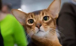 Самый красивый кот мира Дарлен Флер Далмор Блэк посетит Москву samyj krasivyj kot mira darlen fler dalmor blek posetit moskvu-ul-rks-ru-0