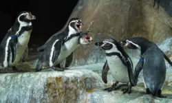 Сергей Собянин рад новым обитателям Московского зоопарка выдрам и Васе sergej sobyanin rad novym obitatelyam moskovskogo zooparka vydram i vase-ul-rks-ru-0