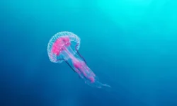 Укус медузы как помочь безопасно советует Ольга Трофимова ukus meduzy kak pomoch bezopasno sovetuet olga trofimova-ul-rks-ru-0