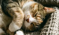 Университет РОСБИОТЕХ делится советами для сна счастливых кошек universitet rosbioteh delitsya sovetami dlya sna schastlivyh koshek-ul-rks-ru-0