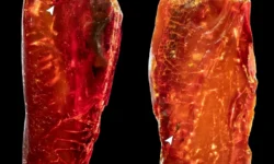 В коллекции Гёте сенсация: нашли древнего муравья Ctenobethylus v kollekczii gyote sensacziya nashli drevnego muravya -ul-rks-ru-0