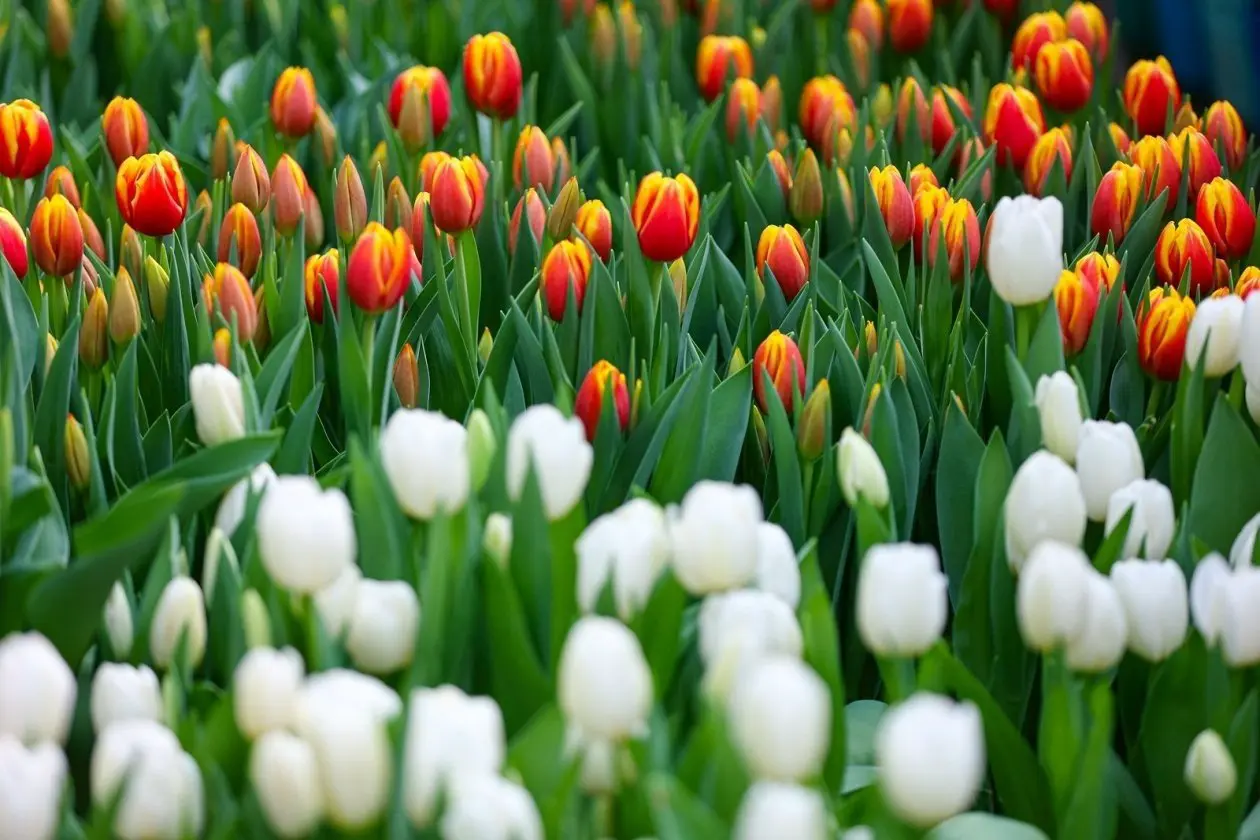 Тюльпаны ИА PrimaMedia