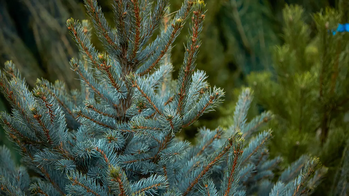 Жители Киева жгут на улицах новогодние елки, чтобы согреться