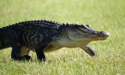 Знаковое дело об аллигаторах Флориды и Харрела Брэдди znakovoe delo ob alligatorah floridy i harrela breddi-ul-rks-ru-0