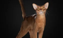 Звезды Всемирной федерации кошек родом из России, Таиланда, Беларуси zvezdy vsemirnoj federaczii koshek rodom iz rossii tailanda belarusi-ul-rks-ru-0