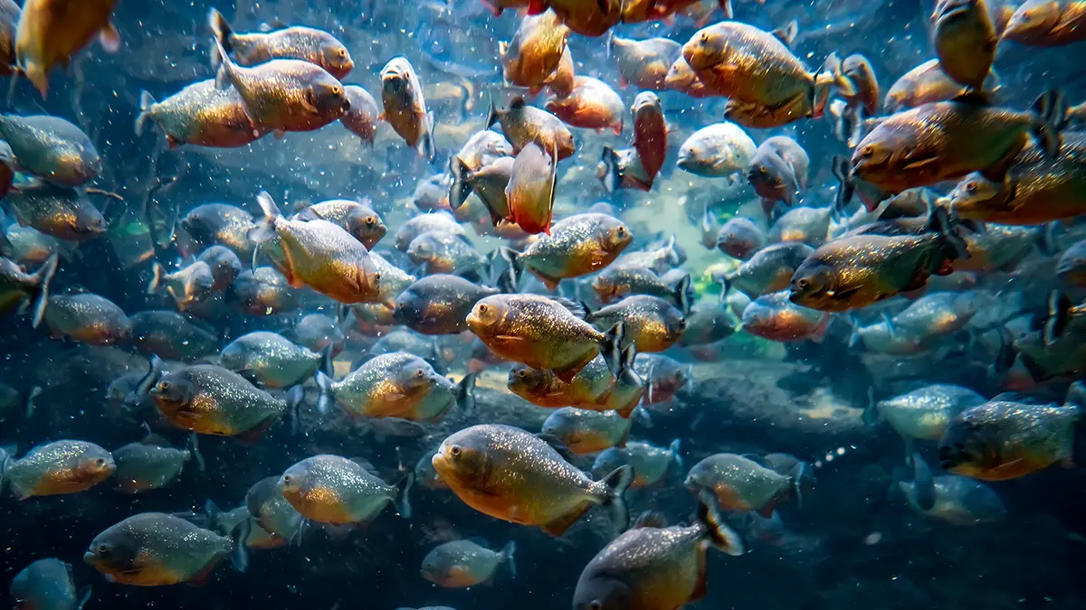 Пираньи в Аргентине атаковали 46 человек на пляже, один из них лишился пальца