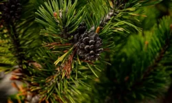 Дальнегорский суд вынес приговор иностранцу за лесозаготовку dalnegorskij sud vynes prigovor inostranczu za lesozagotovku-ul-rks-ru-0