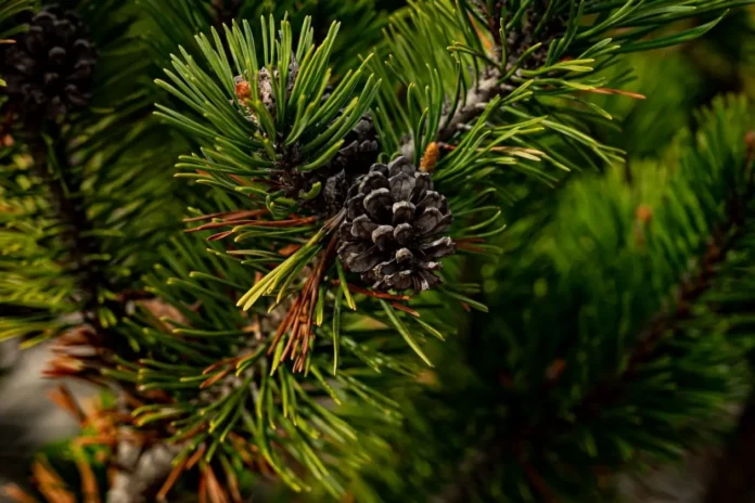 dalnegorskij sud vynes prigovor inostranczu za lesozagotovku-ul-rks-ru-0