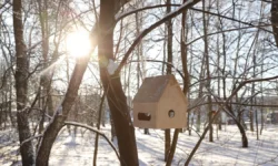 Исчезновение сала из кормушек в Ольгинском лесопарке Балашихи ischeznovenie sala iz kormushek v olginskom lesoparke balashihi-ul-rks-ru-0