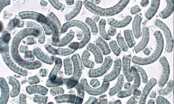 МФТИ и Курчатовский институт улучшают спирулину и фикоцианин хитозаном mfti i kurchatovskij institut uluchshayut spirulinu i fikoczianin hitozanom-ul-rks-ru-0