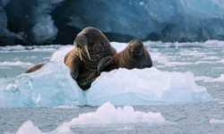 Московский НПЗ Газпром нефти Дюкова совершил эко-прорыв moskovskij npz gazprom nefti dyukova sovershil ekoproryv-ul-rks-ru-0