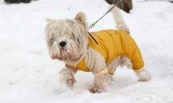 Татьяна Позднякова поделилась оптимистичным прогнозом погоды в Москве tatyana pozdnyakova podelilas optimistichnym prognozom pogody v moskve-ul-rks-ru-0