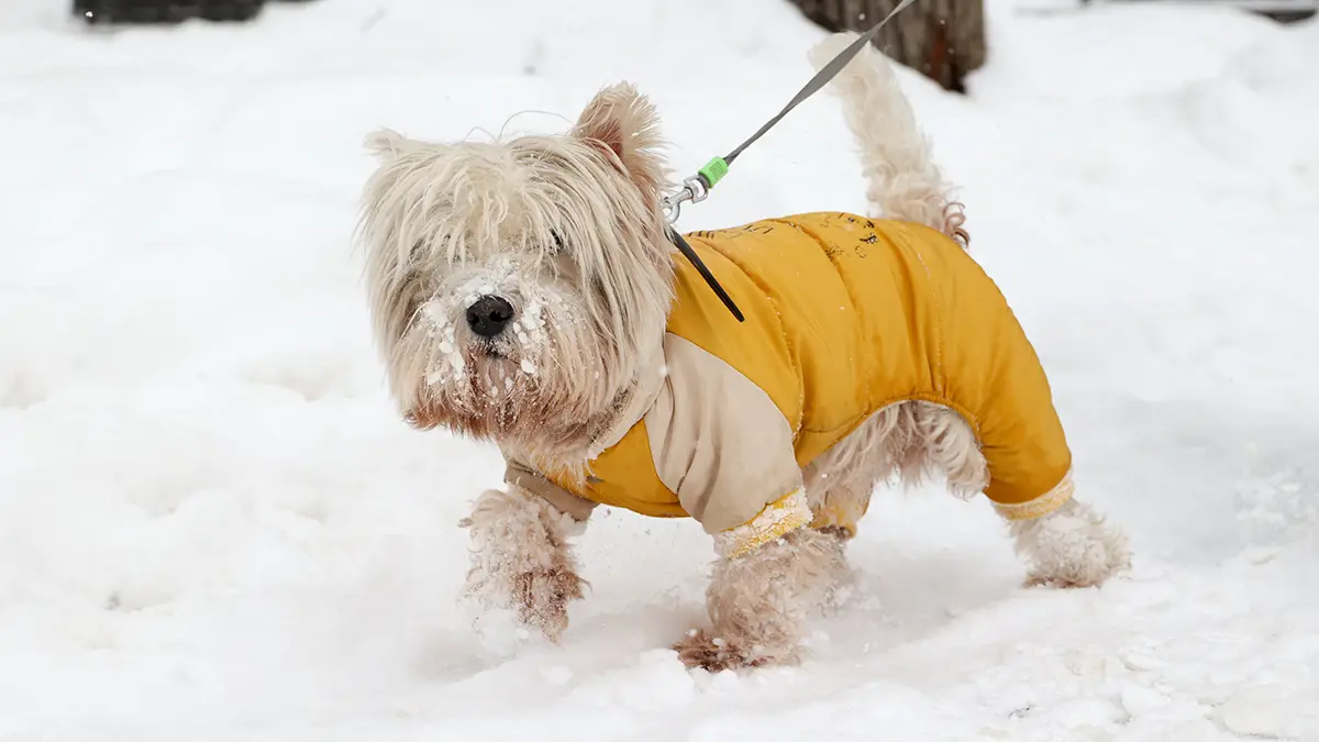 Погода в Москве 28 февраля и 1 марта