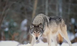 Дмитрий Сафонов рассказал о расцвете волков в Подмосковье dmitrij safonov rasskazal o rasczvete volkov v podmoskove-ul-rks-ru-0
