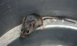 Инцидент в Пятерочке Красногорска и Татарстана истории покупателей inczident v pyaterochke krasnogorska i tatarstana istorii pokupatelej-ul-rks-ru-0