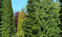 Коми НЦ УрО РАН разрабатывает терпеноиды против грибка komi ncz uro ran razrabatyvaet terpenoidy protiv gribka-ul-rks-ru-0