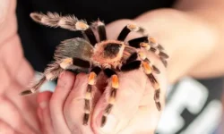 Мариса Симонетти из Хеннепина – история неординарной кандидатки marisa simonetti iz hennepina istoriya neordinarnoj kandidatki-ul-rks-ru-0