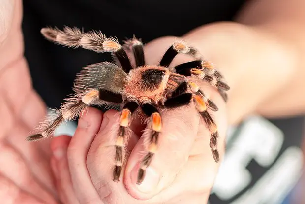 Вводная картинка