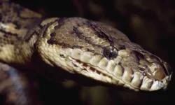 МЧС спасло питона в Нижегородской области из санузла mchs spaslo pitona v nizhegorodskoj oblasti iz sanuzla-ul-rks-ru-0