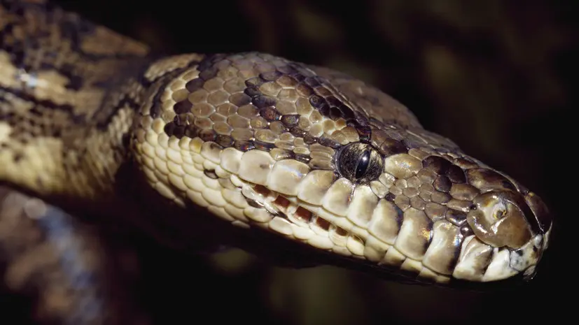 Сотрудники МЧС спасли питона из санузла в Нижегородской области
