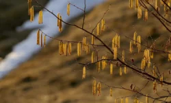 minzdrav nachalas vesna czvetut olha i oreshnik-ul-rks-ru-0